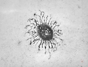 F,7y. | glycocalyx on microvillus - nasal mucosa